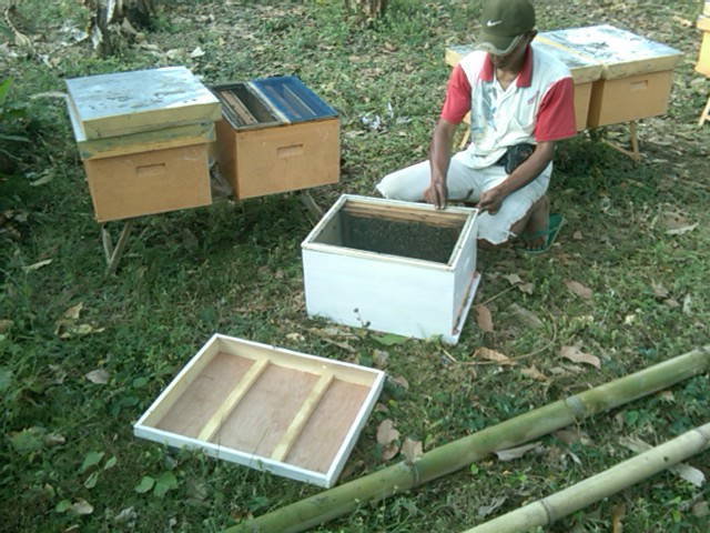 Kotak Ternak Lebah Madu  MADA HONEY BEE – sehat dan alami